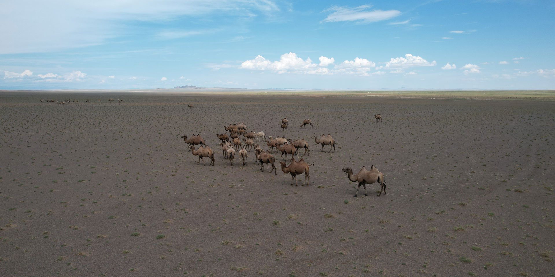 LANGYARNS Noble Nomads Kamele unterwegs in der Wüste